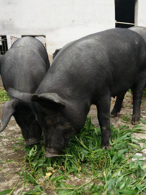 【】恩施生态土黑猪 传统养殖 活猪 优质 基地直接批发