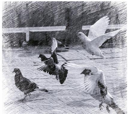 待飞的鸽子怎么画?求素描