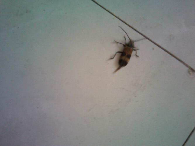 有谁知道家里地上爬着的虫子是什么虫子?急!