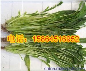 日本丸叶壬生菜种子 千头菜种子 玉丝菜 蔬菜种子