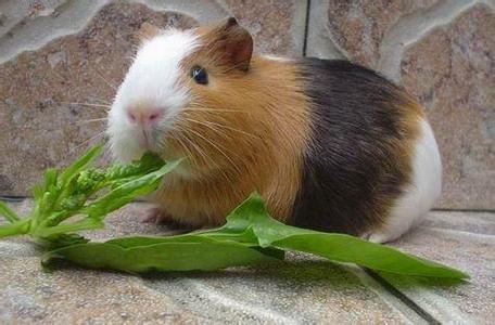 荷兰猪宝宝 葵鼠 豚鼠 天竺鼠 彩豚荷兰猪活体2个月大 可视频选