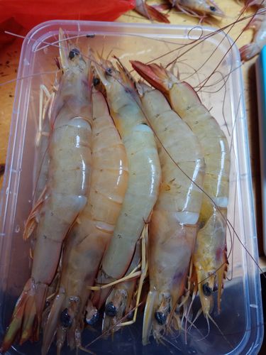 电白特产博贺港深海野生海虾新鲜白虾活鲜冰鲜基围虾海产水产