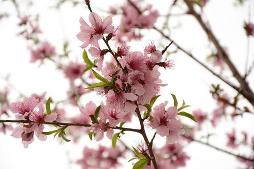 北京的桃花
