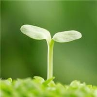 小清新绿色风景头像大全
