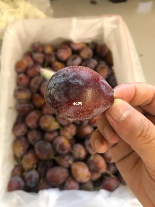 果型就是图片上的这样的,别买错了,现在的西梅是口感最佳期,再过一周