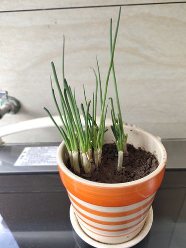 小葱生长记录表