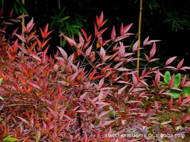 南天竹 南天竺 红叶竺 庭院观赏植物 秋冬观叶植物