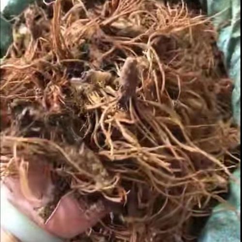 地斩头新鲜地胆头丰顺特产五指毛桃白花地斩头土茯苓