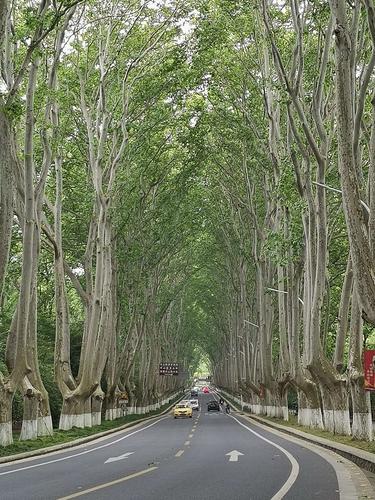 只因宋美龄之爱,才有了中山陵和遍布南京的梧桐大道.