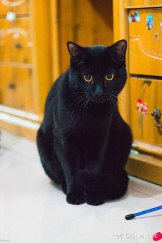 养只黑猫是什么样的体验?