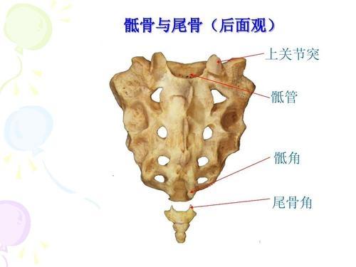 4,5,骶骨和尾骨示意图