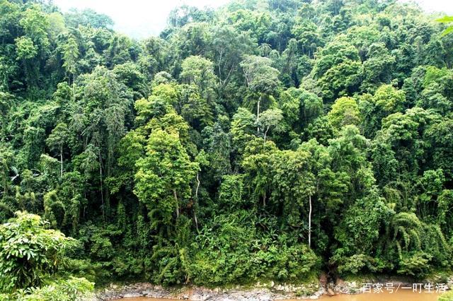热带雨林有哪些植物