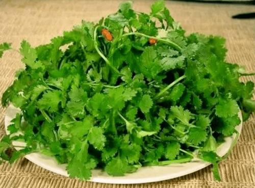 的中浸泡10分钟,然后洗净切碎,再把香菜碎和生姜片放进茶杯中用开水冲