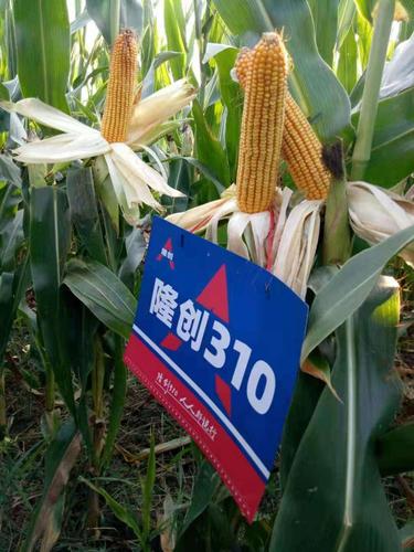 北京联创种业最新双国审红轴玉米明星品种-隆创310!耀世登场!