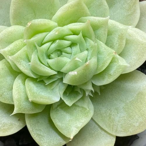 麦秆 多肉_多肉植物_家居家装_家居装饰_花艺