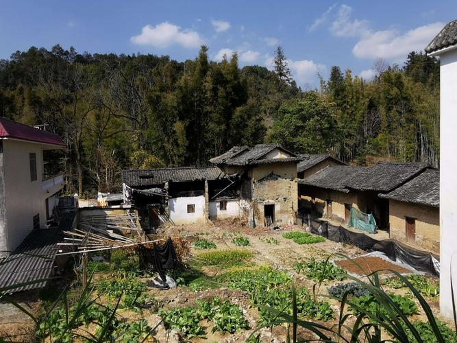 从化吕田桂峰村李花(视频1).↓ 从化吕田桂峰村李花(视频2).