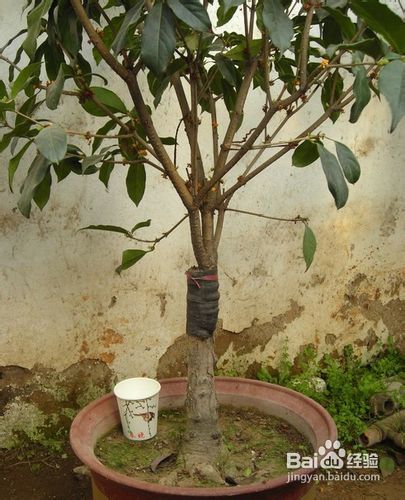 如何嫁接桂花苗?