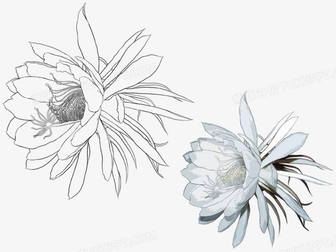 手绘昙花