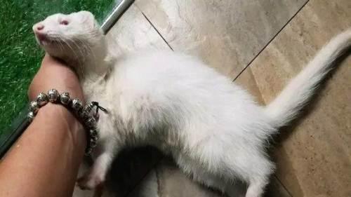 安格鲁貂低价出,价格你定