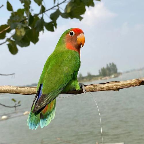 桃脸牡丹鹦鹉活鸟活物黄桃绿桃小鸟会学说活的宠物鸟家养成年繁殖