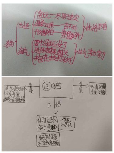 其它 【四年12班】《猫》思维导图 写美篇 一起来看看我们绘制的思维