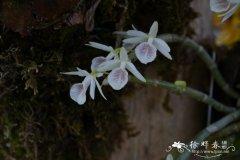 白贝壳石斛dendrobium cretaceum