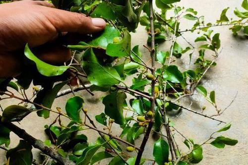 这种东西,一般会出现在桑树上,你见过吗?