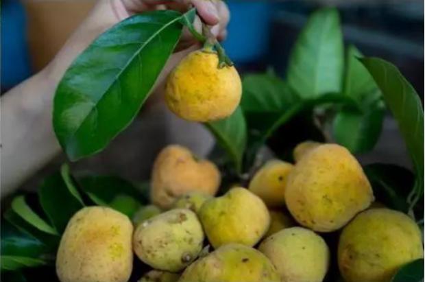 荒野维生野菜系列——桂木果