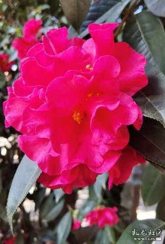 茶花盛开了一一黑龙潭龙泉观里的一棵茶花树开满了又大又红的茶花!