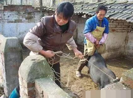 农村的女屠夫,杀猪手法十分了得,母亲却担心女儿没人敢要