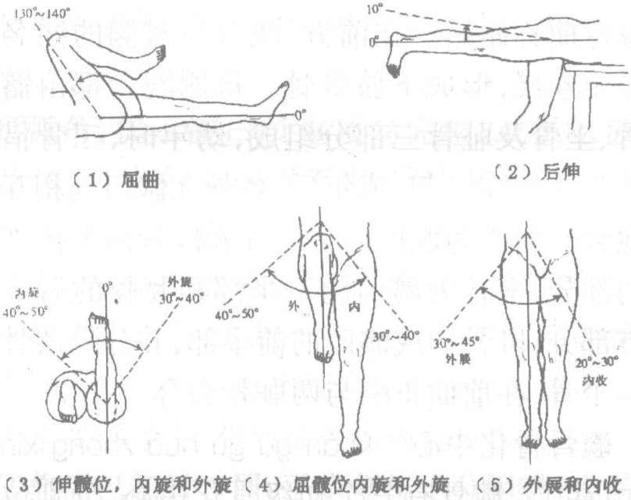 节  活 动  正常范围  髋关节  屈曲  后伸  伸髋位内旋  外旋  屈髋