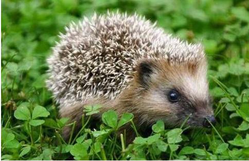 但是随着人类的捕杀,数量锐减,因此被国家列为二级保护动物.