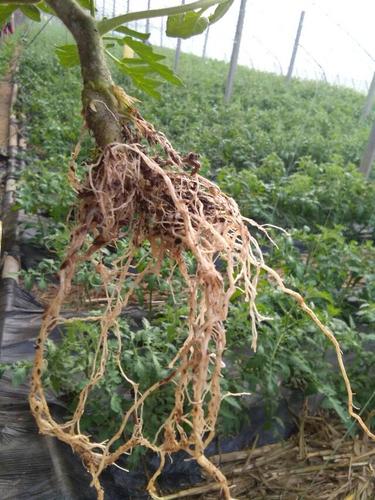 蔬菜伤了根,菜农伤了心.