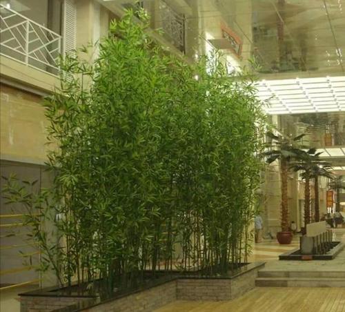 竹子在现代园林中,给室内增添鲜活的气息