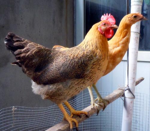 小型麻鸡苗养殖技术,小型麻鸡苗批发商现场培训