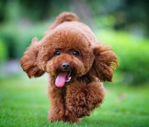 泰迪 约克夏 短毛 没有花园没有院子居住在居民楼里适合养什么狗狗哪