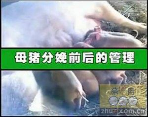 母猪产后的护理大全