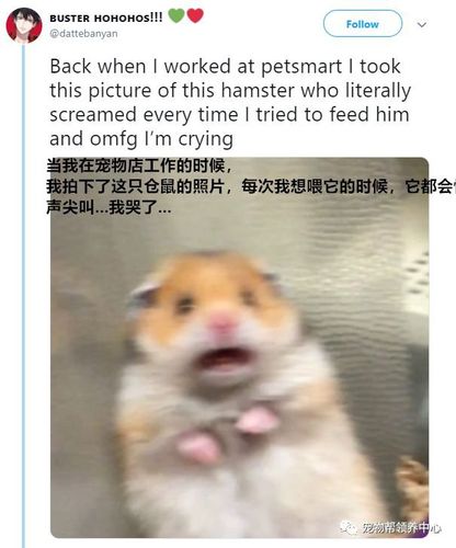 网友每次喂店里仓鼠的时候,它都一脸惊恐