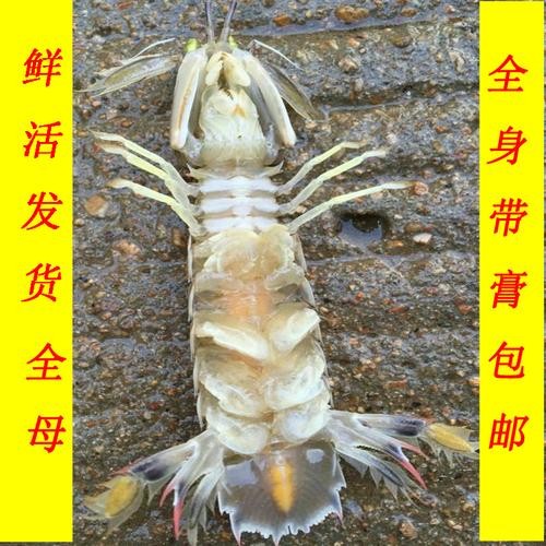 大号带籽全母鲜活海鲜野生皮皮虾虾耙濑尿虾虾蛄带黄膏500g包邮