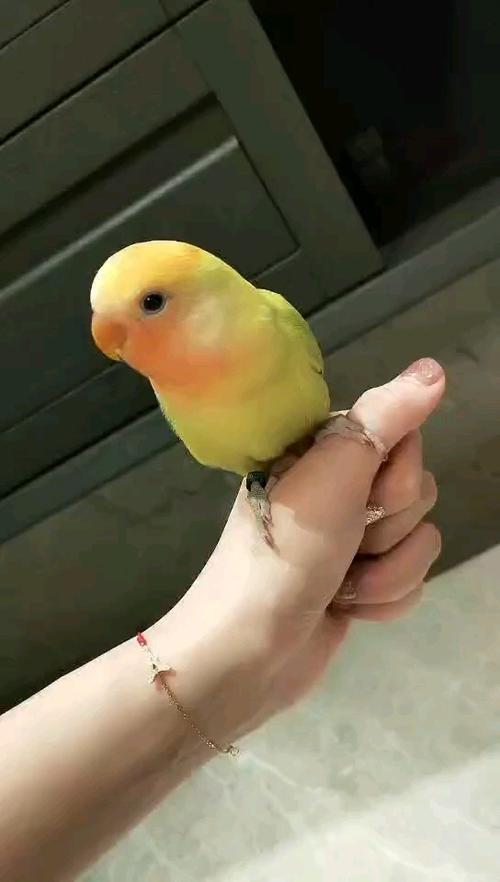 黄黄(我太爱你了)红头澳闪_牡丹_牡丹鹦鹉_宠物_宠物