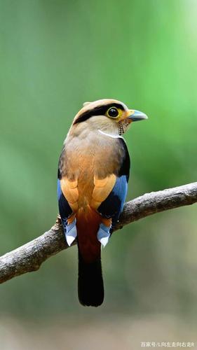 我是一只小小小小鸟,想飞的越来越高