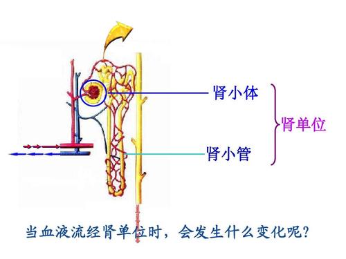 2.2尿液的形成和排出