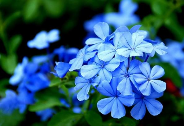 心燥不如养些冷色调植物