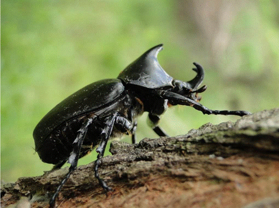 原创蜣螂推着粪球还能走直线它能看光听风竟然还会看天象