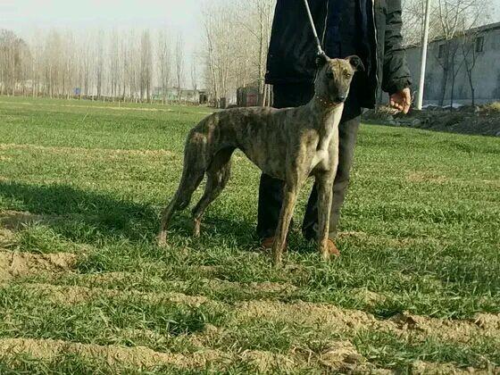 格力犬交易区商品大图