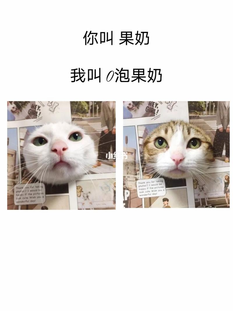 猫咪情头