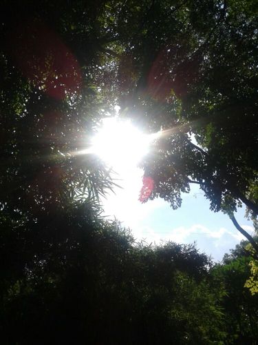 炎热夏日八,九点钟的太阳.(我家楼下公园夏日景色).