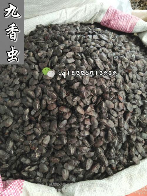 中药九香虫功效和作用