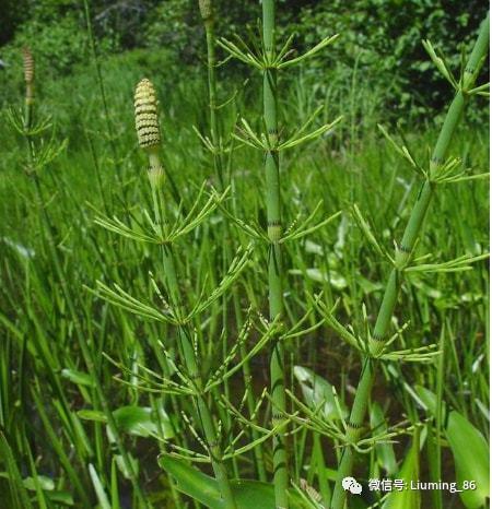 田间杂草农民称它缺德草却能从土壤中吸金古人靠它找金矿