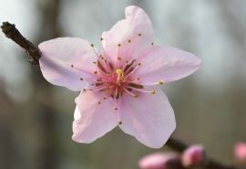 粉色系桃花唯美清新桌面壁纸下载10